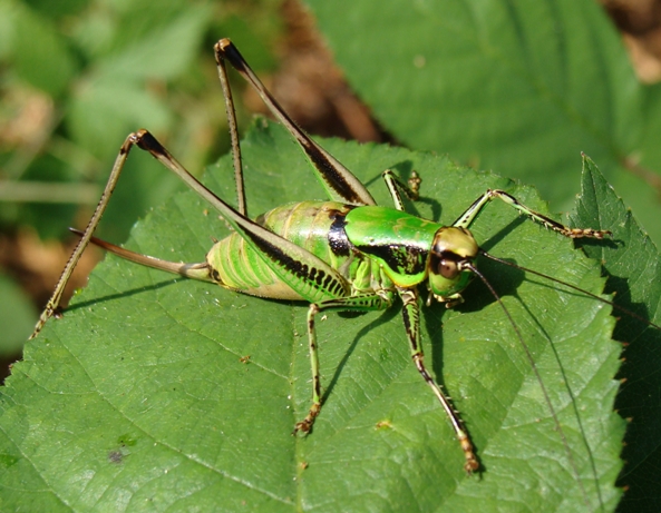 Eupholidoptera cfr. chabrieri